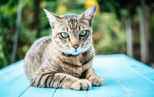 Egypt Cat